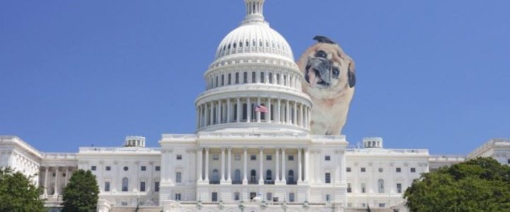 Miami Food Pug Goes to D.C.