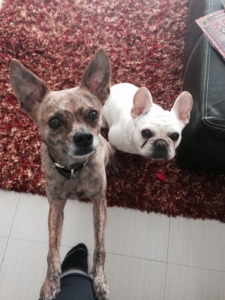 Chef Peter Vauthy's dogs, Peanut (L) and Capone (R)